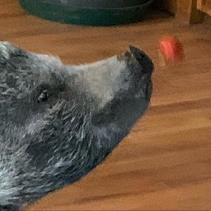 Meet your Posher, Morgan